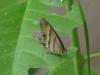 Cissia penelope